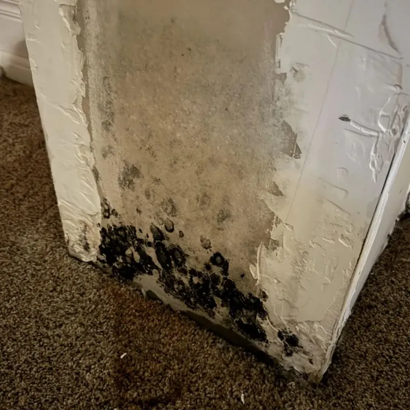 Professional Mold Removal in Newton, NJ